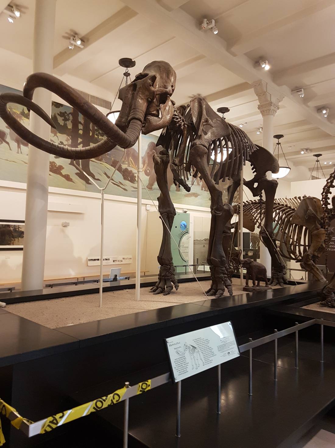 11,000 year old Mammoth in the American Museum of Natural History. It’s one thing to watch a documentary on TV about mammoths. It’s another to see a life-sized skeleton up close!