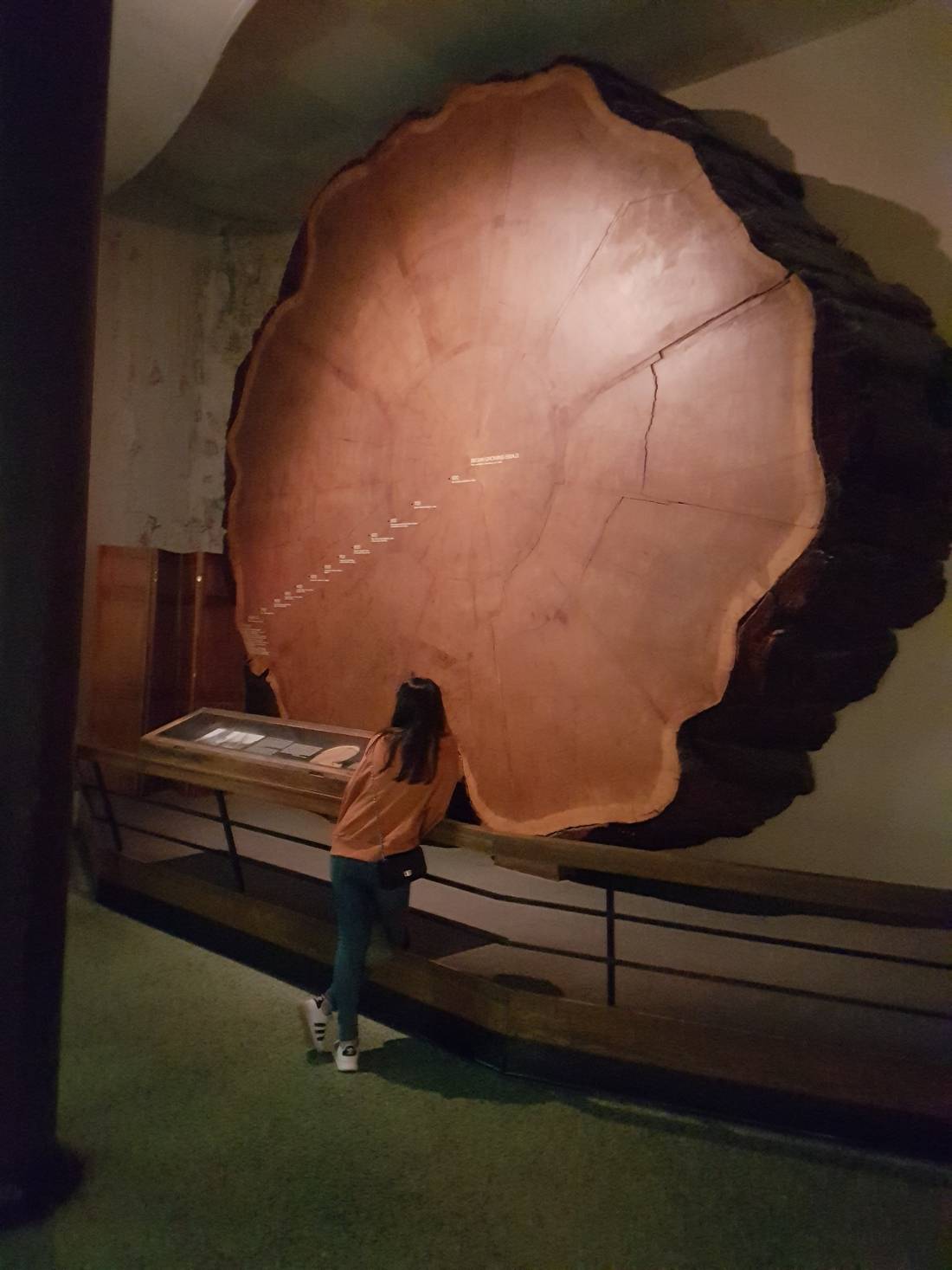 This is a piece out of the trunk of a Giant Sequoia Tree. It shows 1400 years worth of growth. The tree was over 90 metres tall before it was felled. After this beauty was cut down, the next president passed a law to say these trees had to be protected.