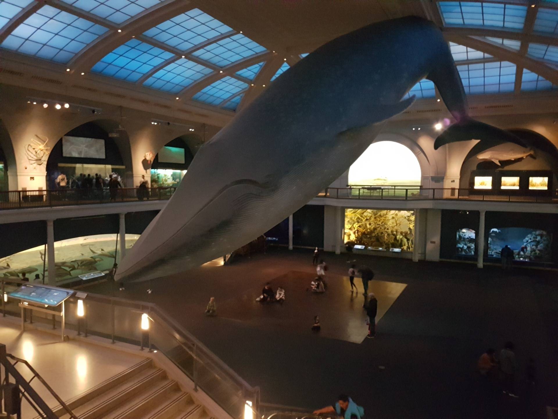 Model of a Blue Whale. This is an accurate model, making it astounding to stand near given that it’s 28 metres long. Huge!