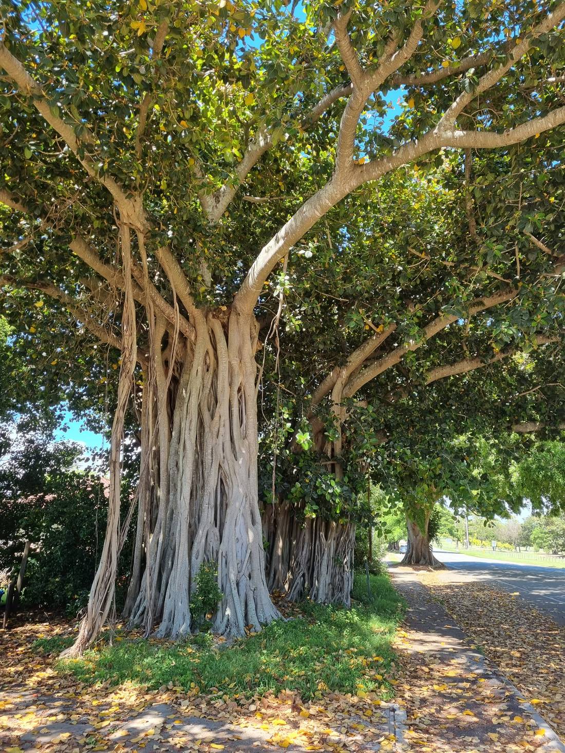 Curtain Fig Tree. Being an older area there are some magnificent large older trees.