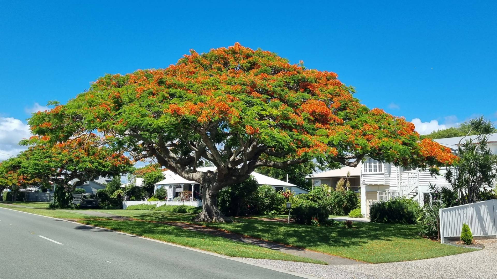 The Poinciana trees are all flowering at the moment making them look like awesome, natural Christmas trees.