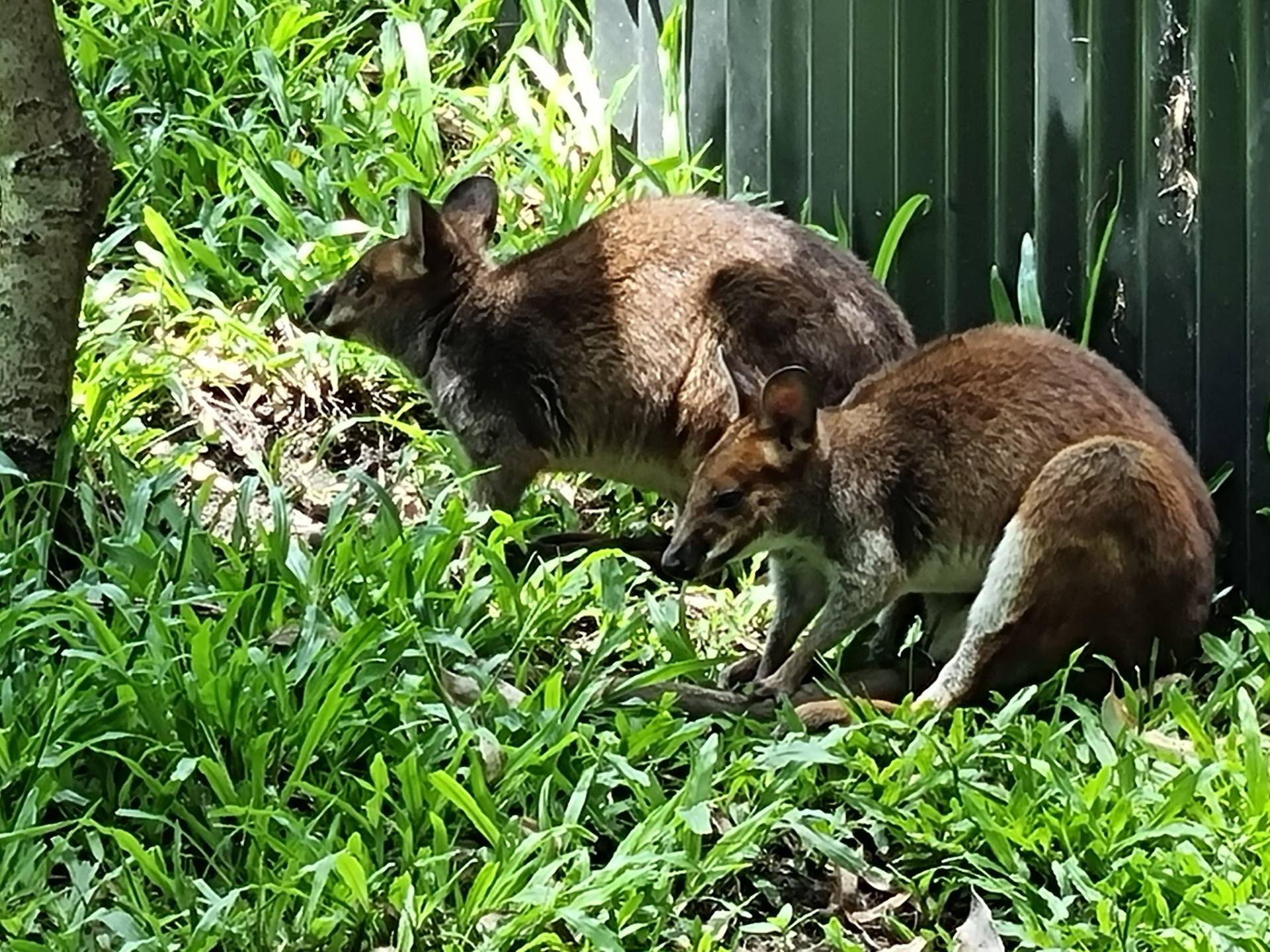 The Red-legged Pademelon was the next animal we saw. They have an unusual way of sitting compared to other types of macropods (kangaroos, wallabies, pademelons, etc).