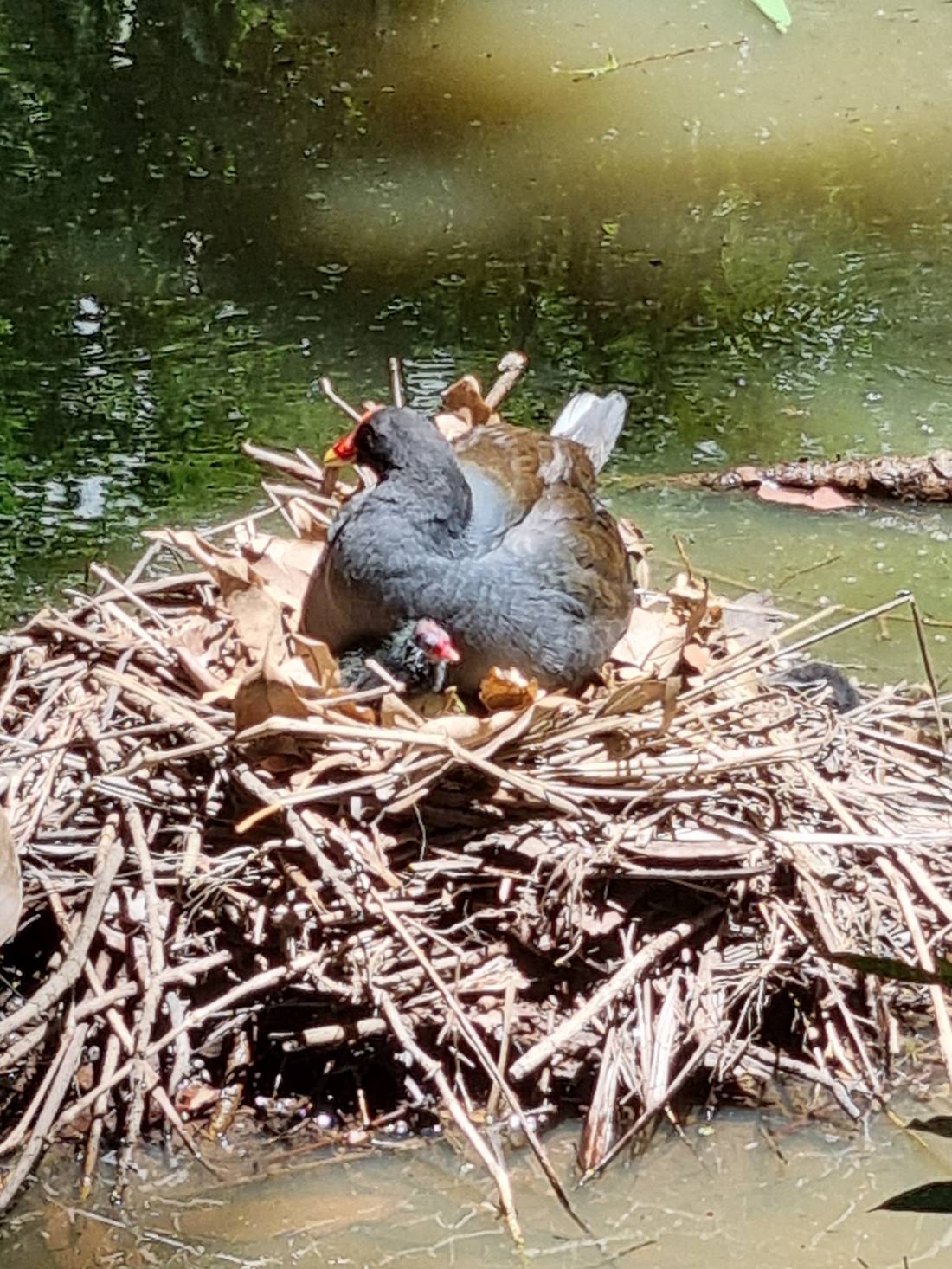 A nesting Dusky Moorhen with its chicks. I was so lucky, the chick only popped its head up for a second.