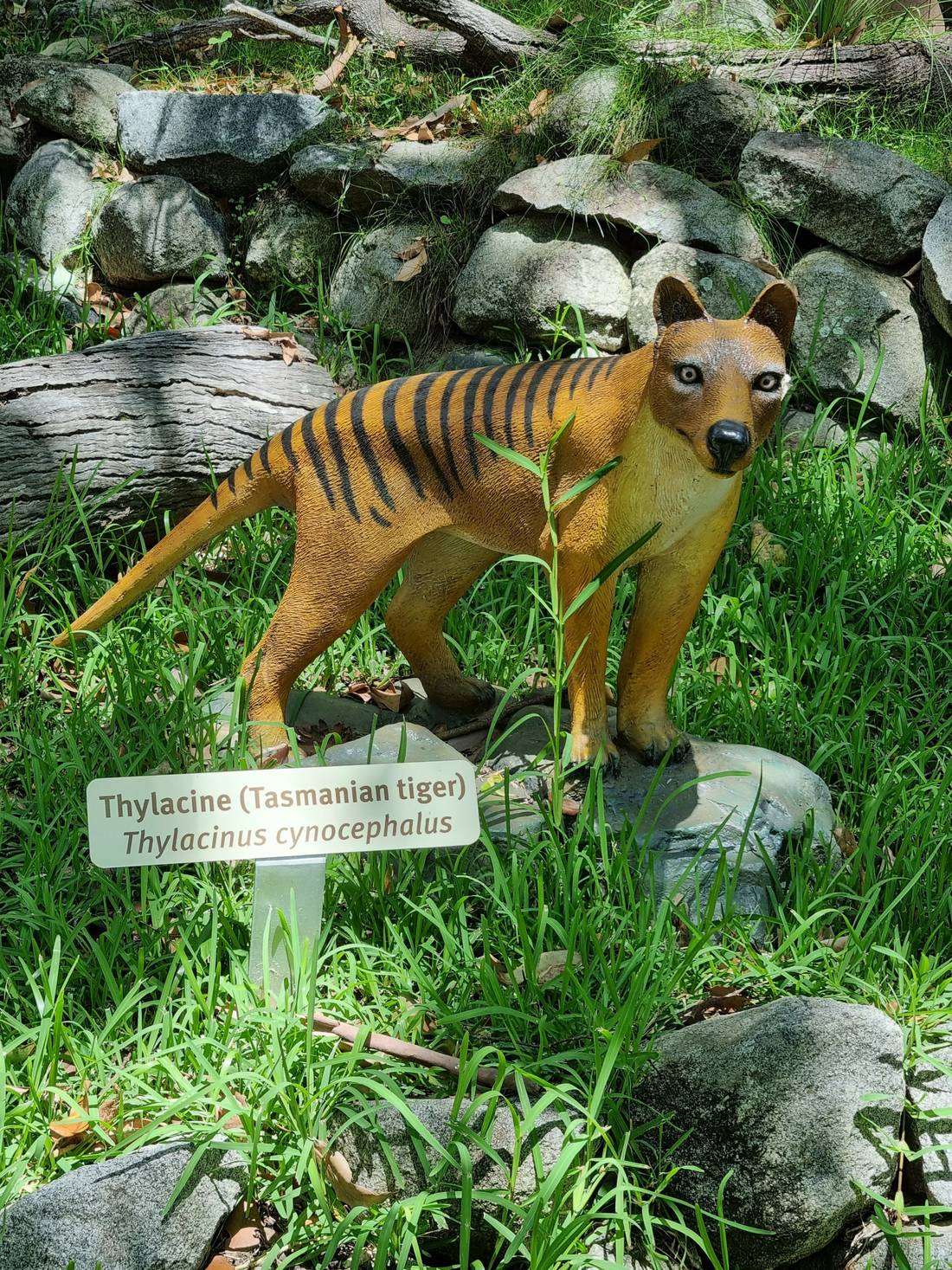 This display looked a little bit like Jurassic Park. Zeroed in on a model of the, now extinct, Tasmanian Tiger.