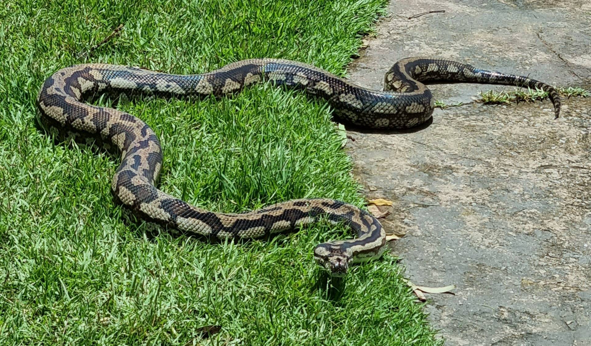 A Jungle Python (related to the more commonly known Carpet Python), on display during the reptile show.