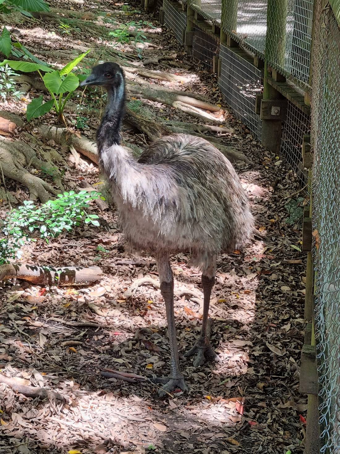 An Emu. They are very big flightless birds unique to Australia. This one reminds me of Fluffy. the parkrunning, wild emu up at Nambour.