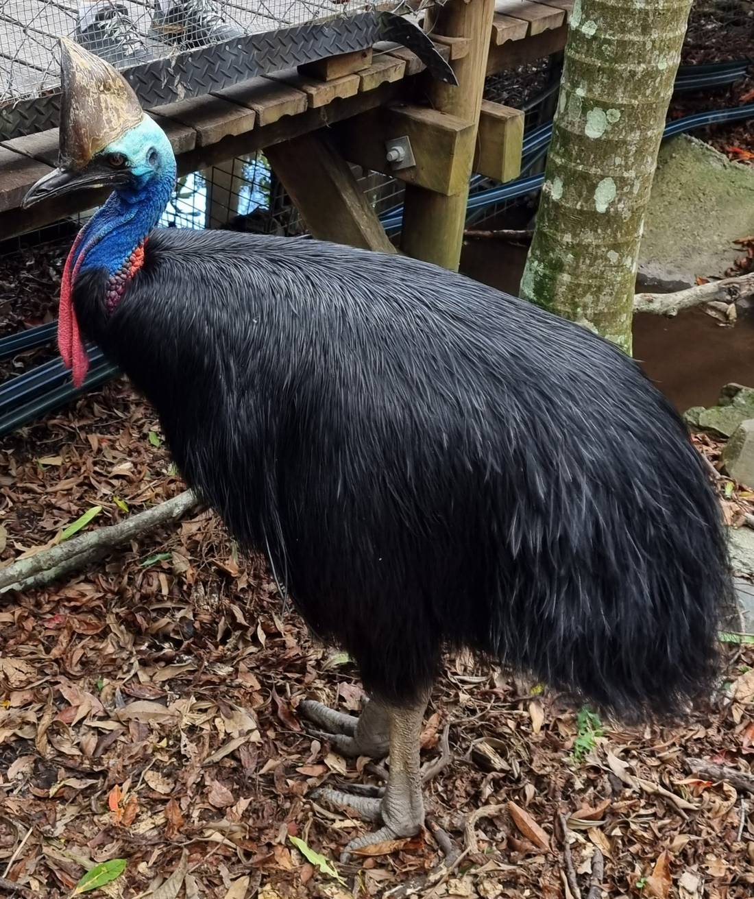 The Southern Cassowary from Far North Tropical Queensland.