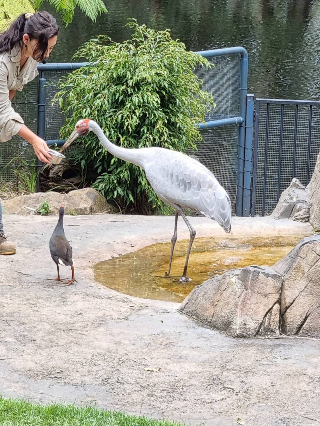 A North Territory Brolga being fed by the handler, and a Dusky Moorhen trying to steal some feed.