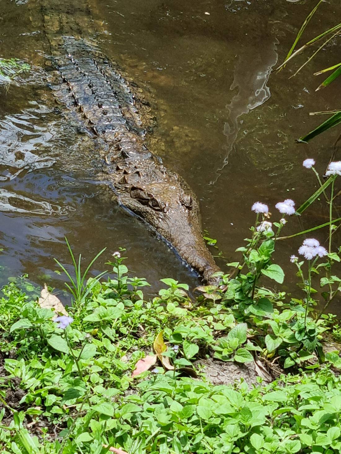 They usually have a few Saltwater Crocs at this park but they are currently upgrading their enclosure and so the crocs are staying at Australia Zoo for a while.