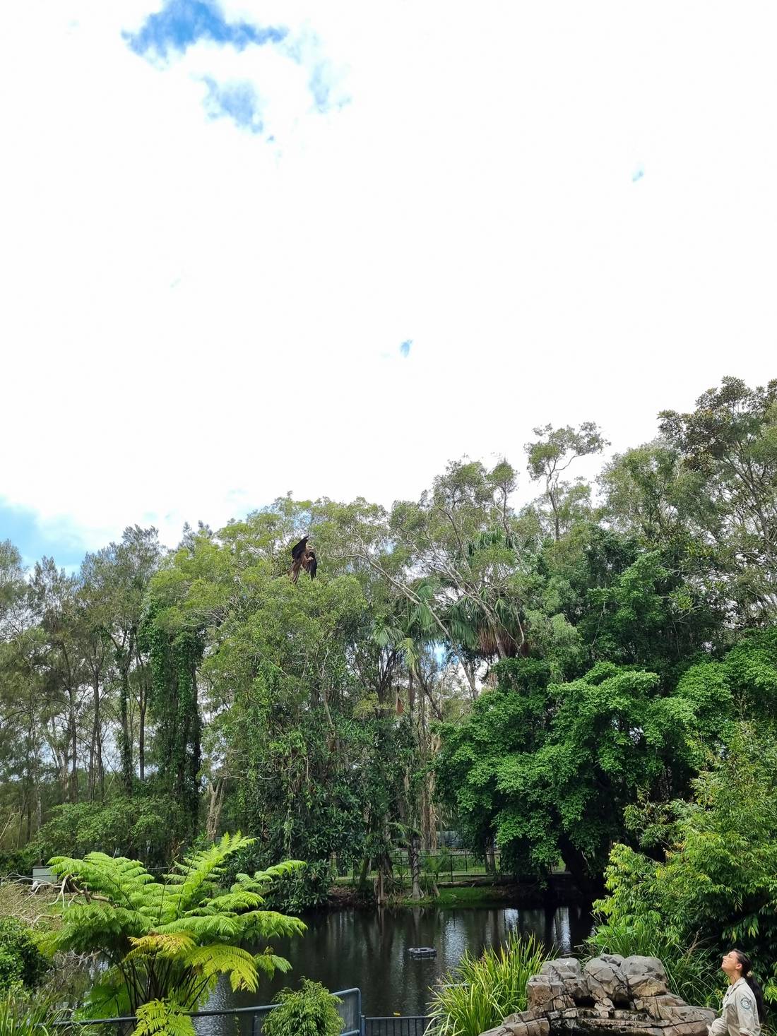 A Hawk (centre of photo) swooping to catch a treat thrown up by the handler (bottom right corner of photo) during the bird show.