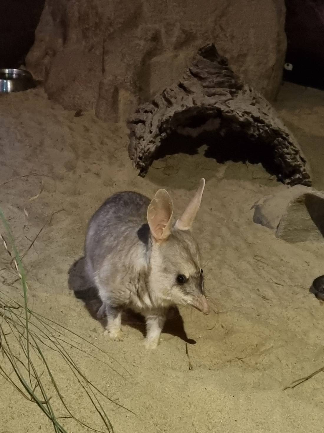 This is a nocturnal Bilby. It’s Australia’s answer to the Easter Bunny and now comes out in chocolate-shaped treats every year.