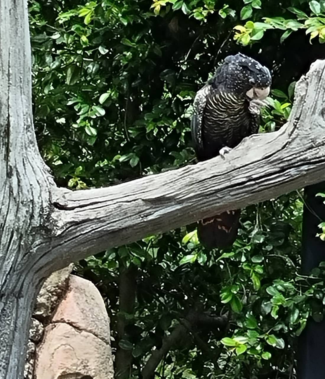 Red Tailed Black Cockatoo. It was happily nibbling away on whatever the handler had just fed it.