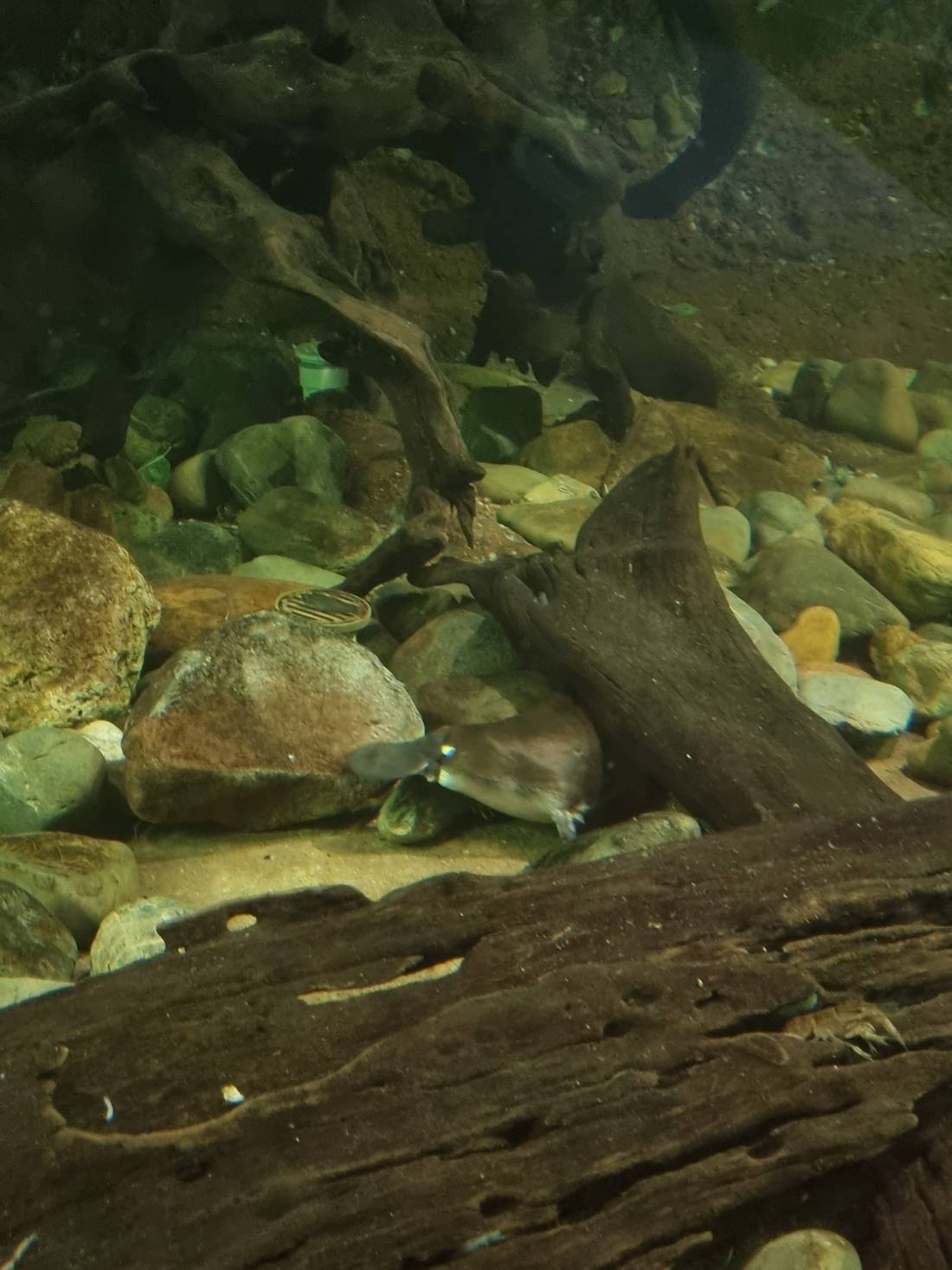 A Platypus! They are very (very) hard to spot in the wild and almost as hard to photograph in a tank. This one is hiding under the tree branch (centre, lower part of photo).