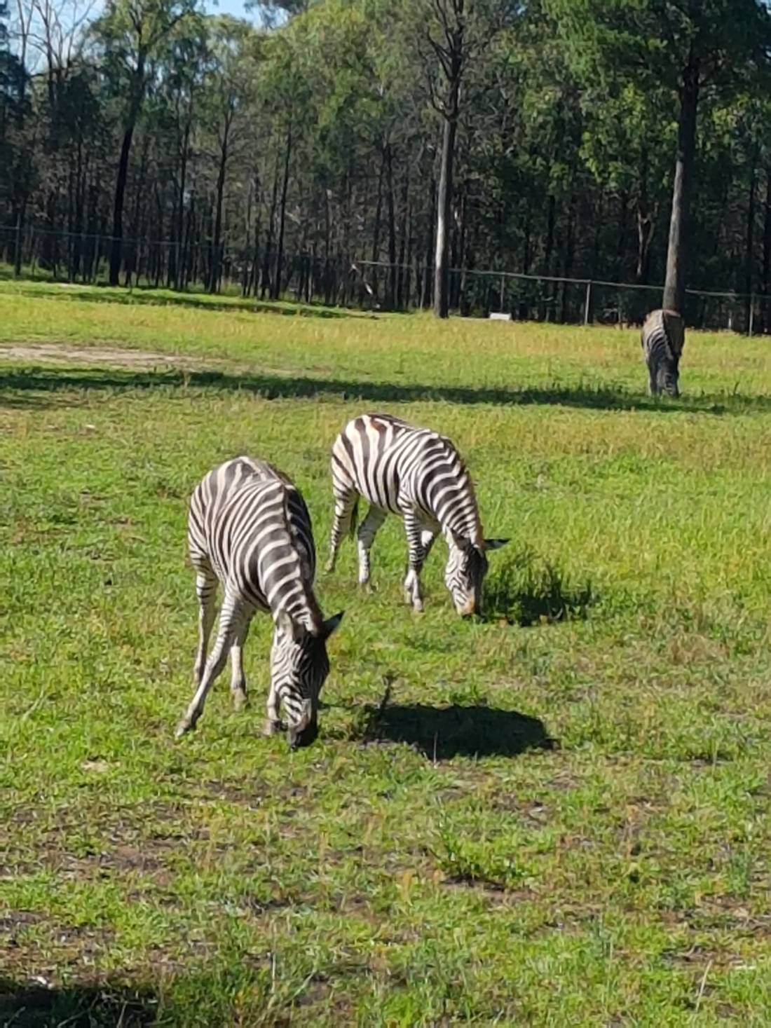 Zebras. They’re pretty fascinating to see in person with those wild stripes.