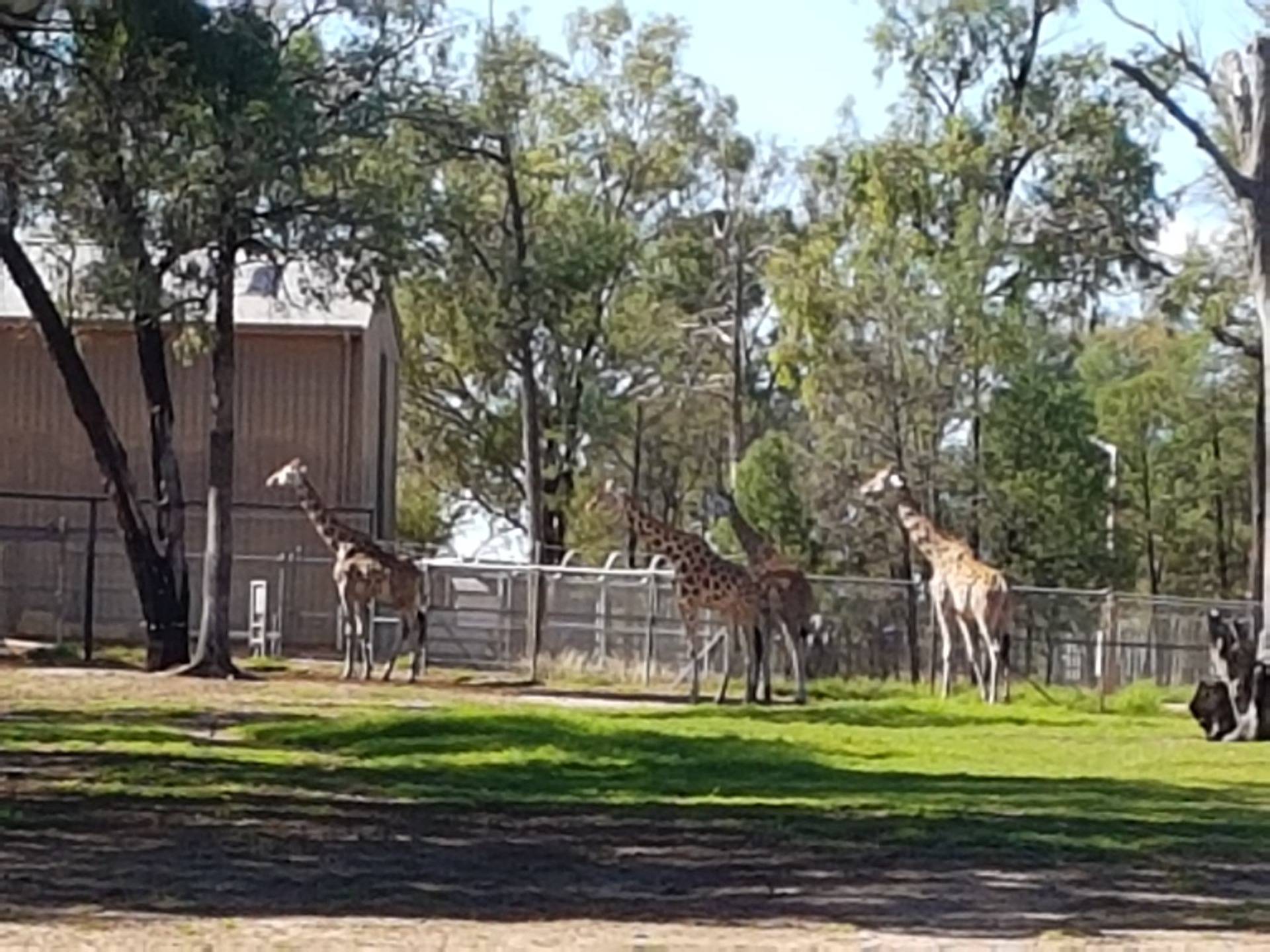 Giraffes and their big house with very tall doors.