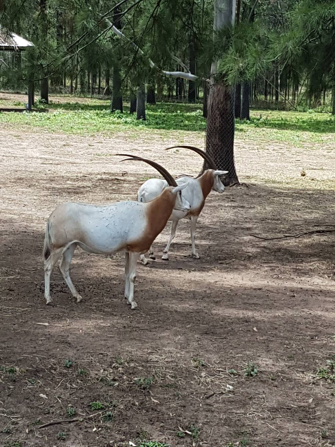 African Scimitar Oryx, with awesome horns.