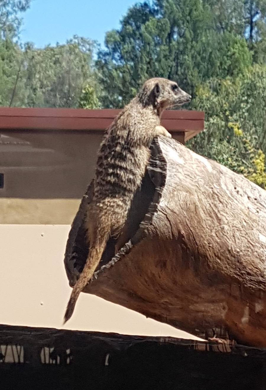 A cheeky Meercat was on patrol. We got to watch it while we ate our lunch.