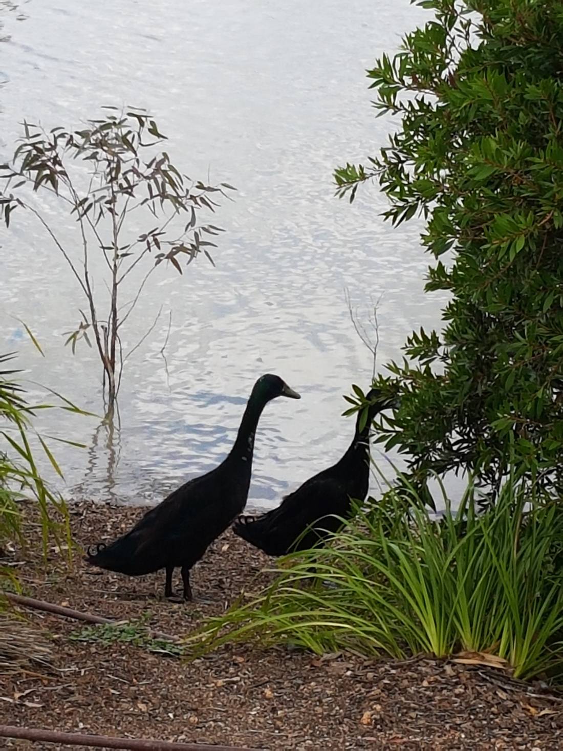 A couple of locals in the wetlands.