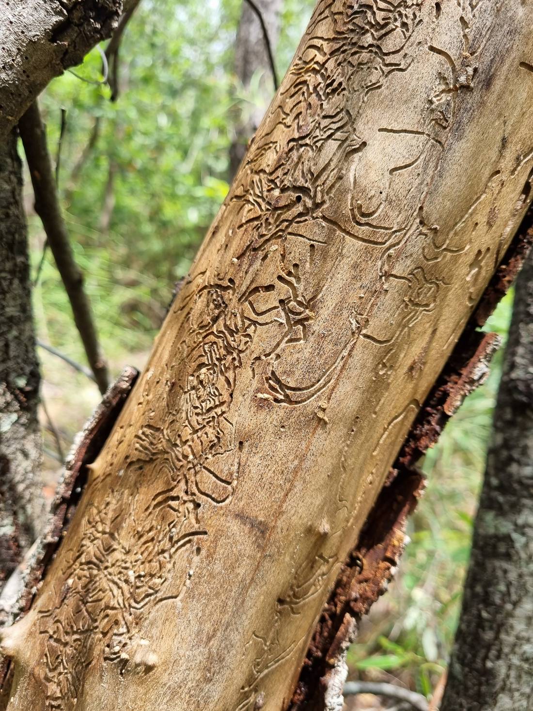 Cool exposed ant carvings after this tree lost its bark.