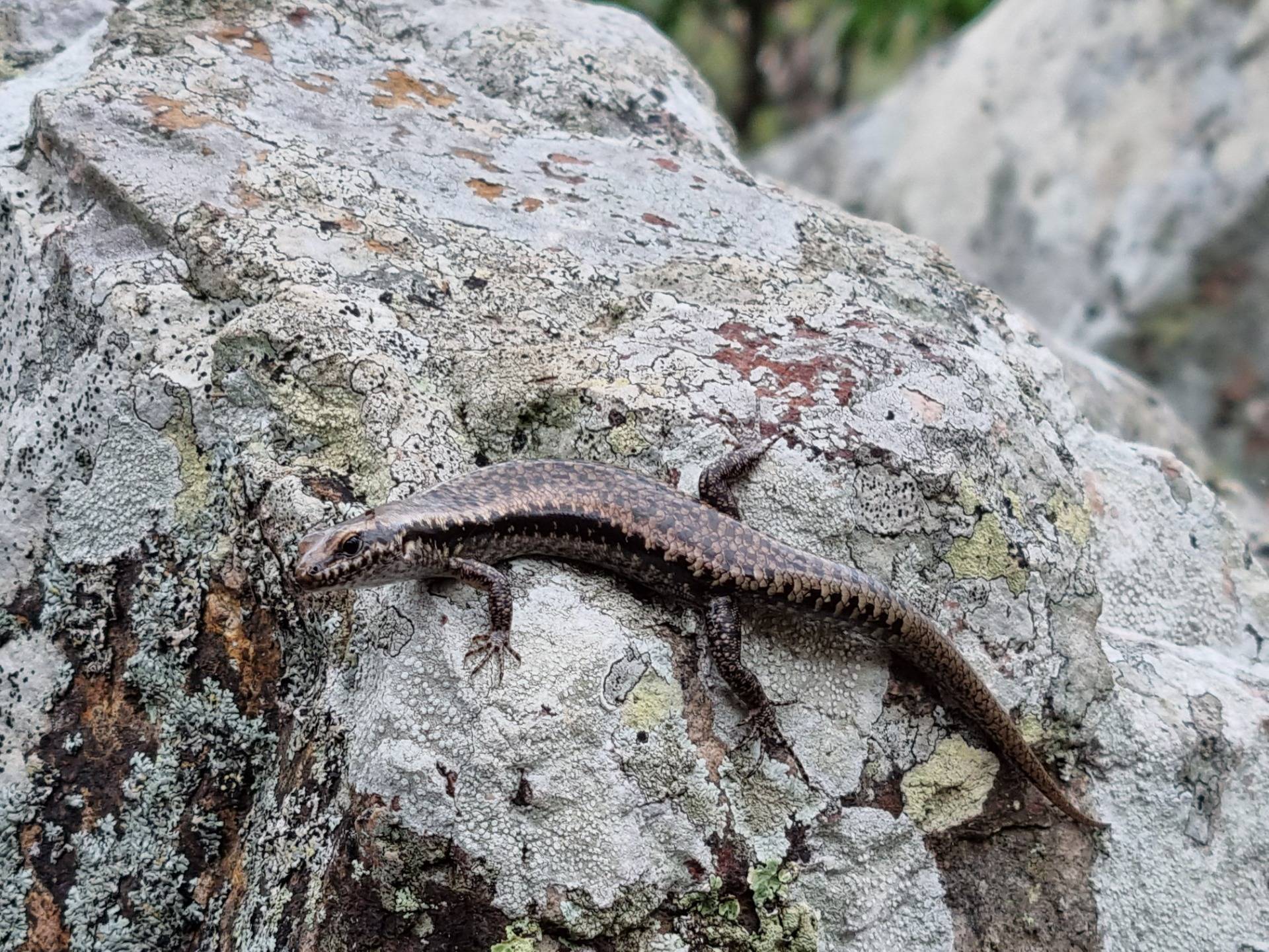 My usual close up lizard photo. Looks like this one has a new tail. You can just make out the different pattern, these skinks can drop there tail when threatened and can grow a new one.
