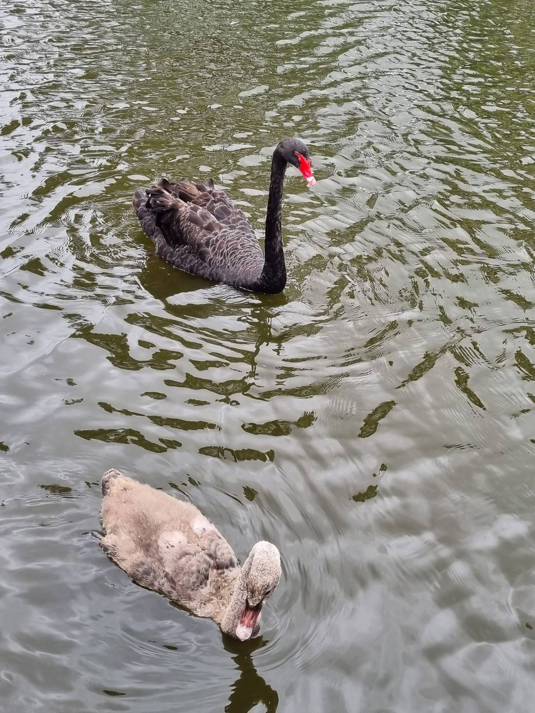 Black Swan and its teenage child
