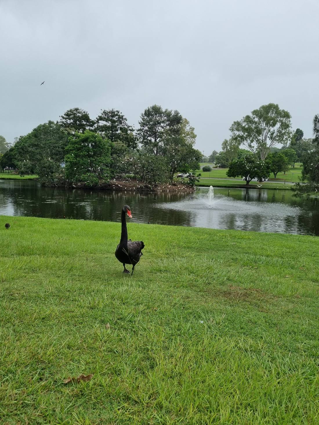 Thought I was in some trouble when this large Black Swan came marching towards me but I think they’re just used to being fed by human visitors to the park.