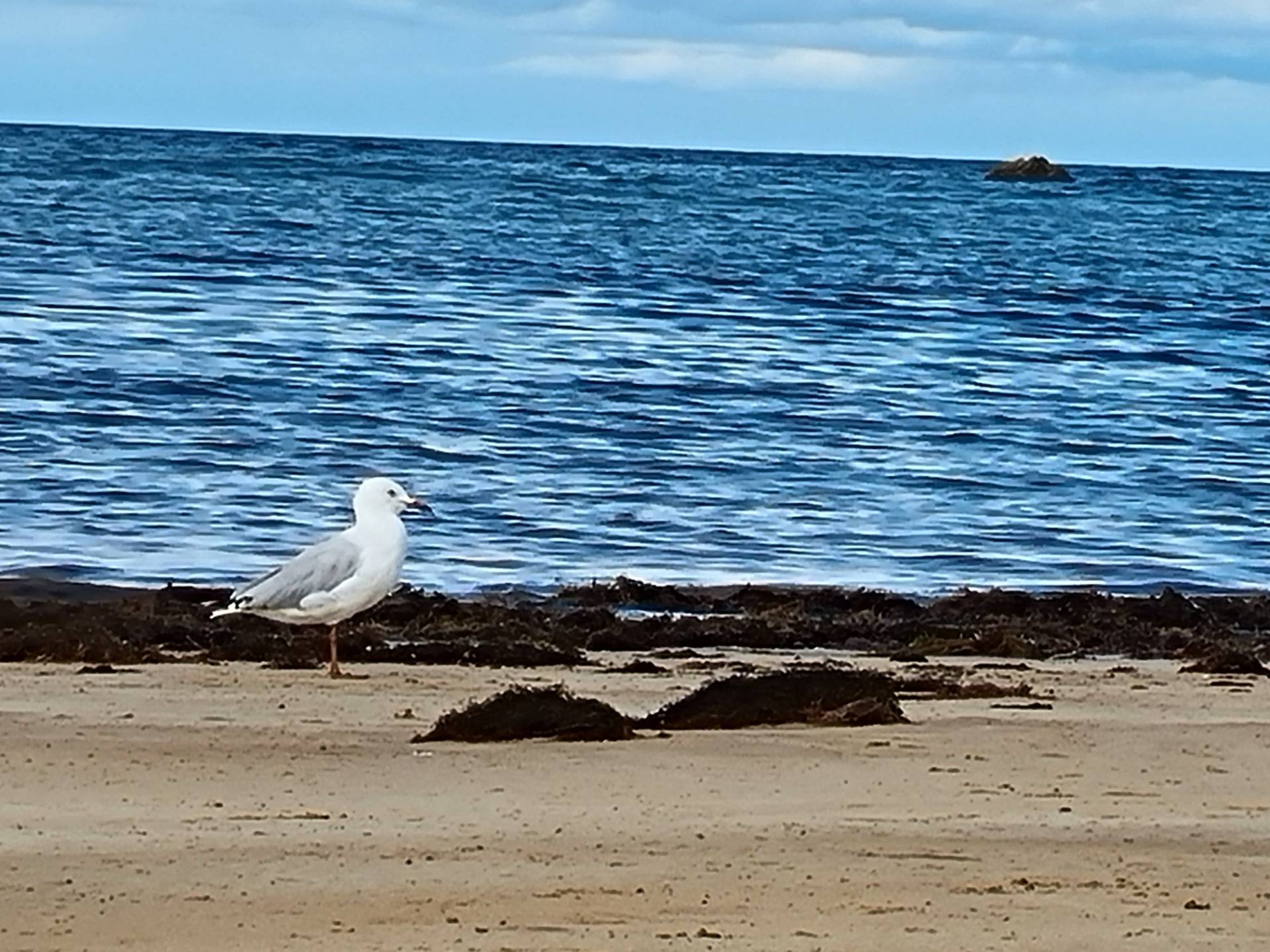 Every seaside town seems to have seagulls.