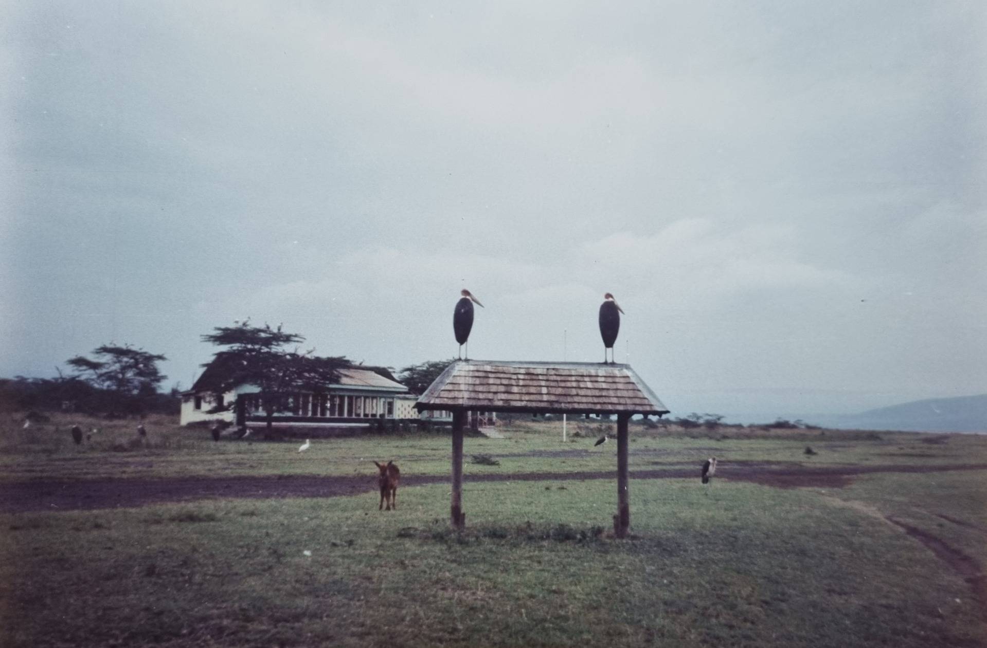 Even the birds are big in Africa. I think theses two are Marabou Storks