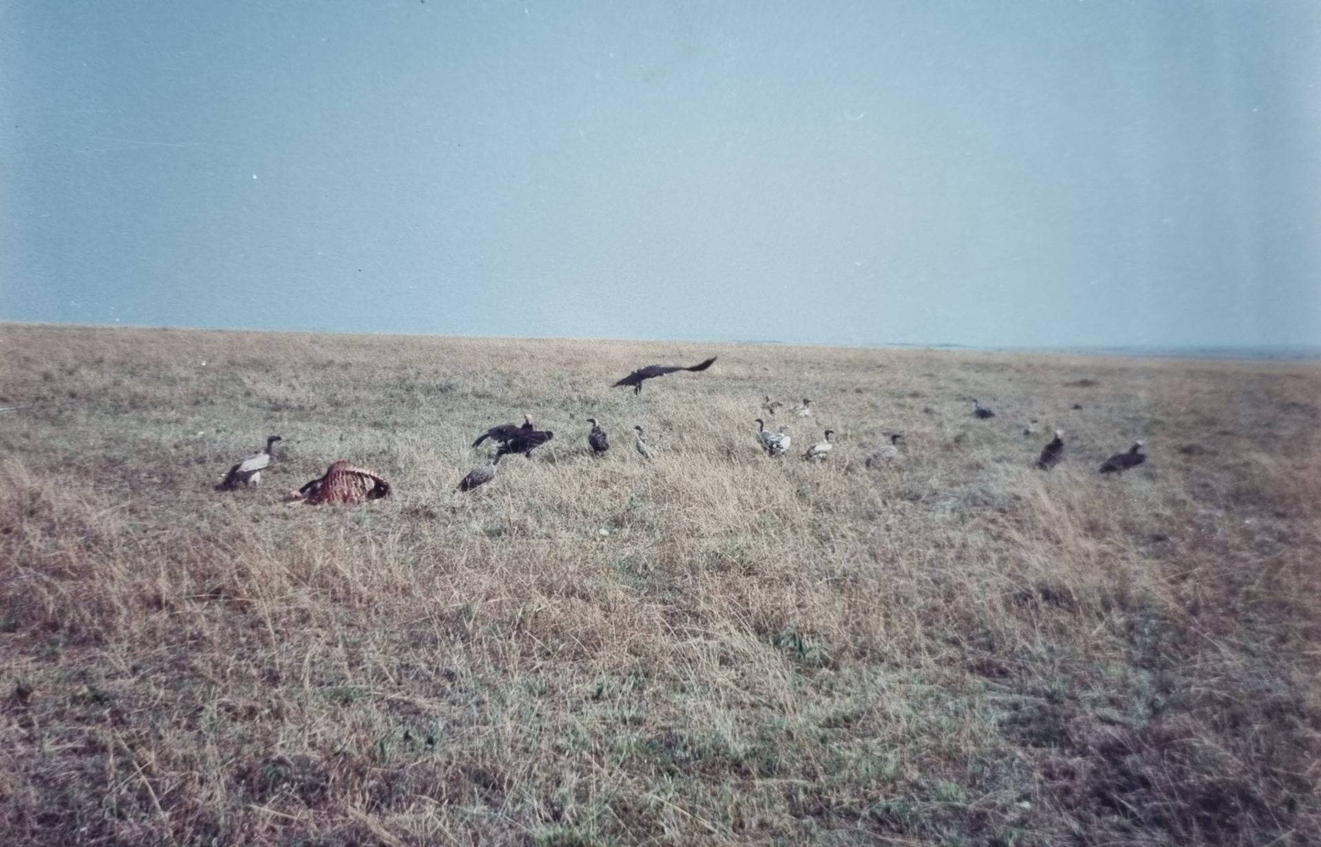 Vultures and a carcass.