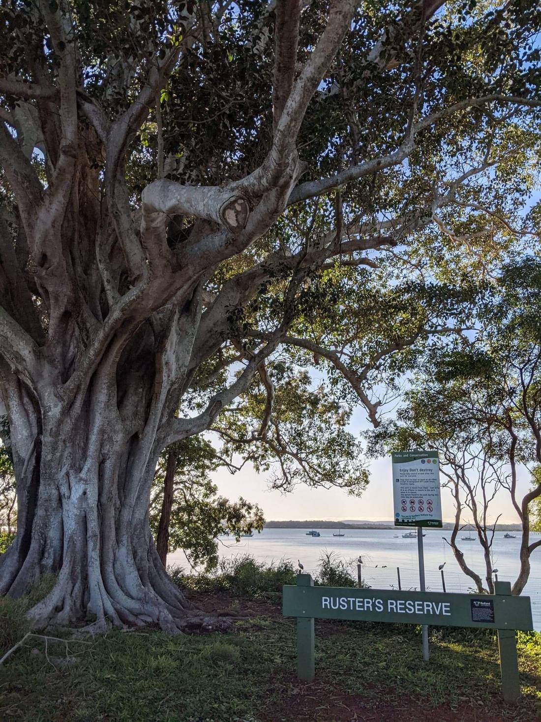 No trip to Redland Bay is complete with out a visit to Ruster’s Reserve a netted swimming spot and the big old Fig tree.