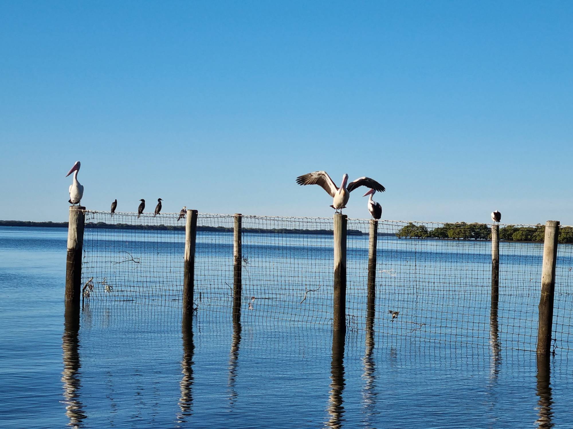 The pelican and Darts seem to like the posts, Must be a decent spot to see any fish that are about.
