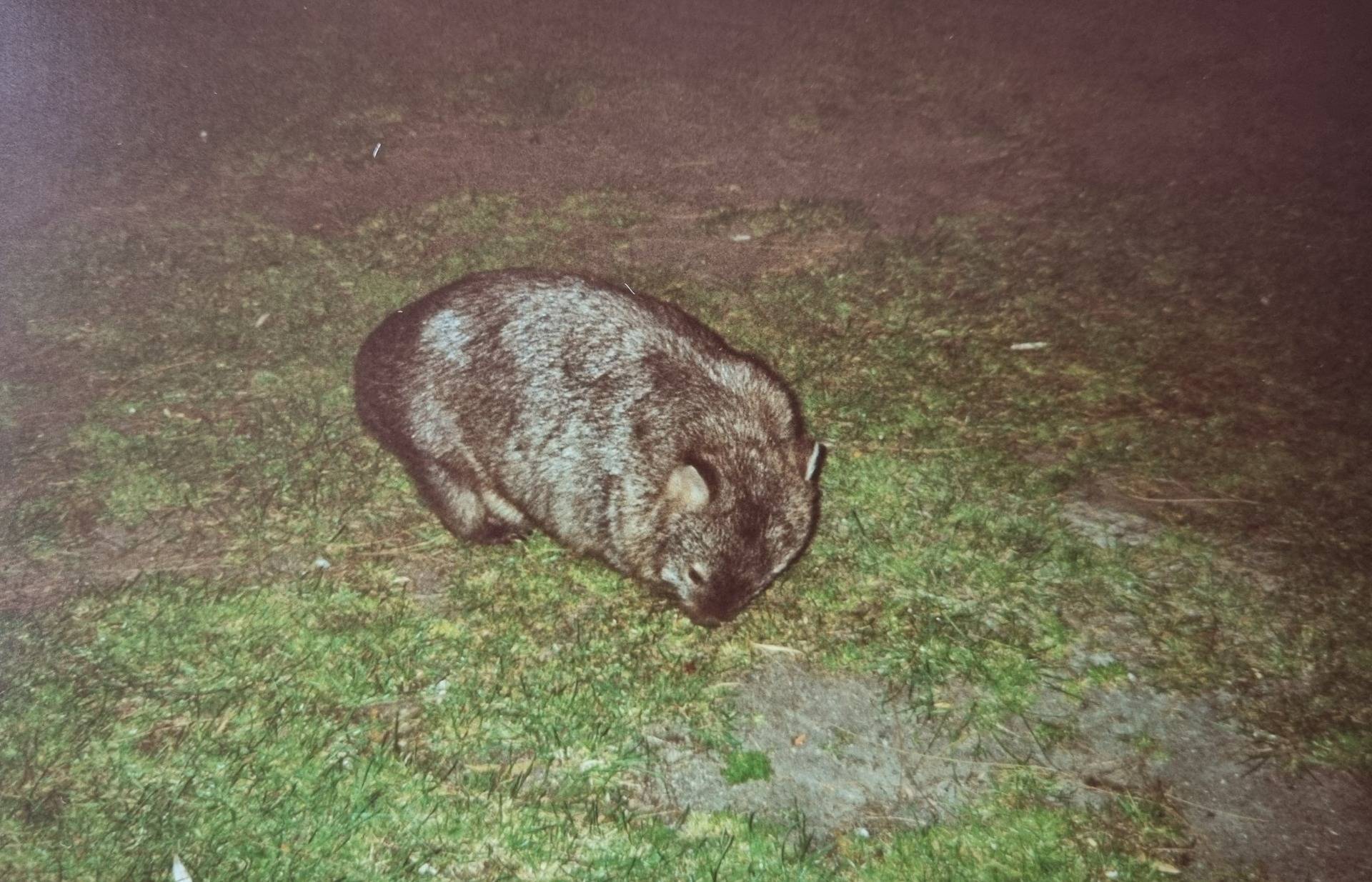 A Wombat just cruising around the camp grounds.