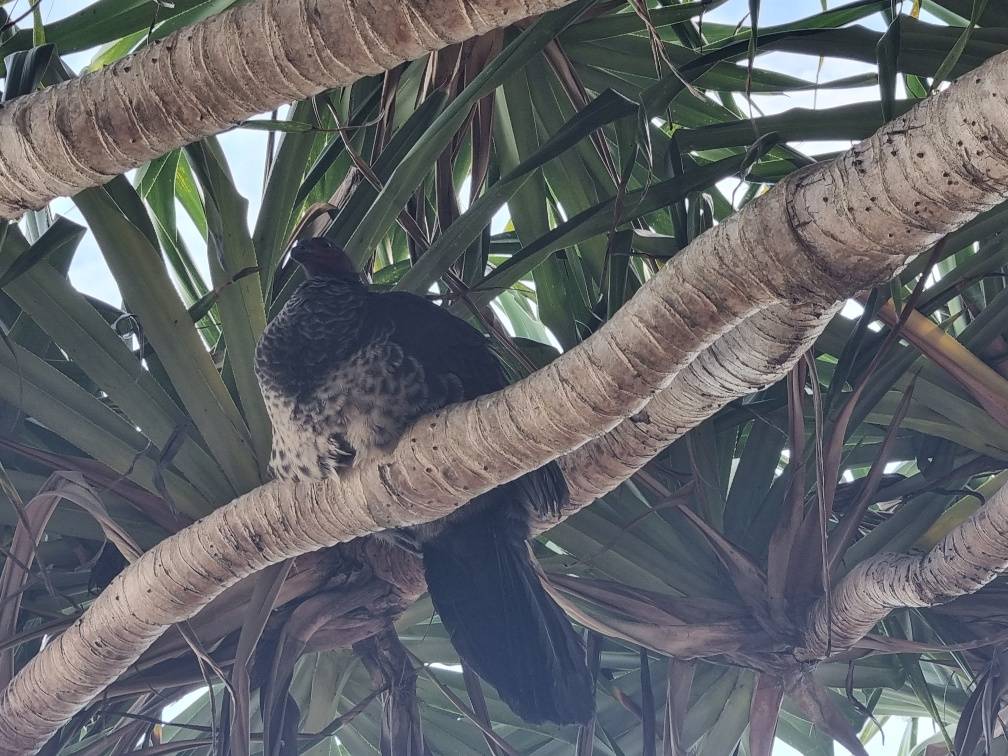 We have never seen a bush turkey sitting in a tree, there usually at ground level digging holes and building nests.