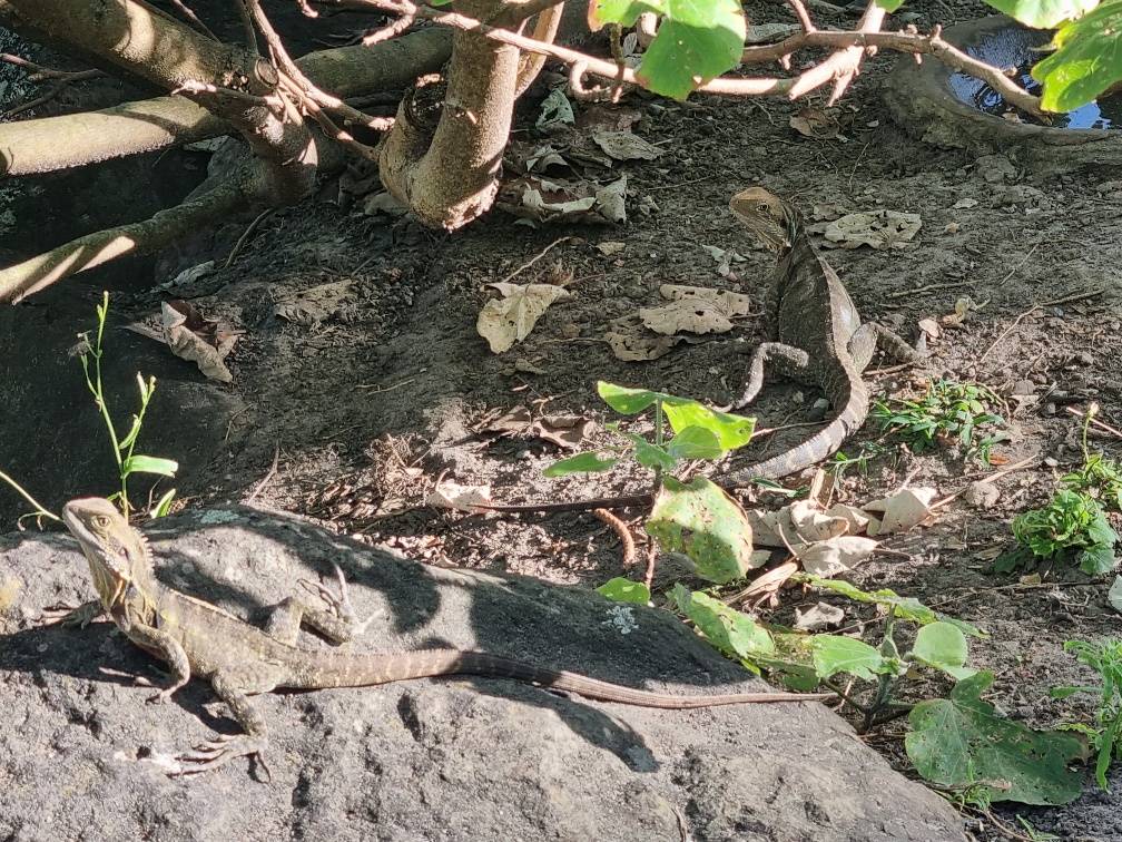 There were plenty of water dragons on the path around the Greenmount head land park.