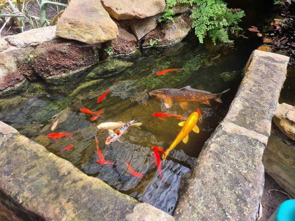 We must have been at the fish pond just before feeding time as the fish came from every as we walked past.