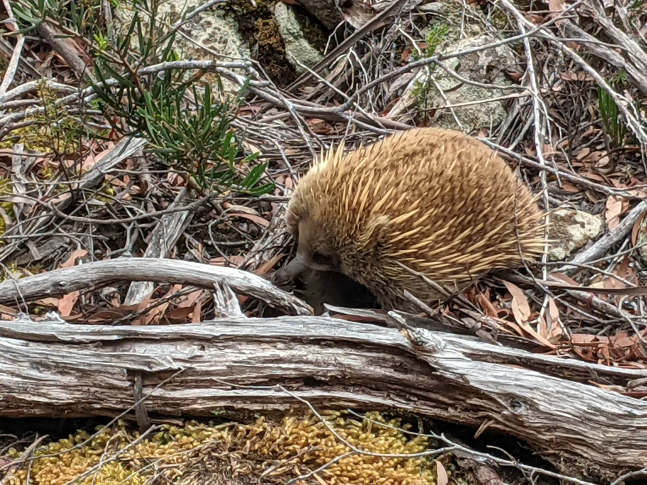 The Echidna we saw in Tasmania, photo by @consciouscat
