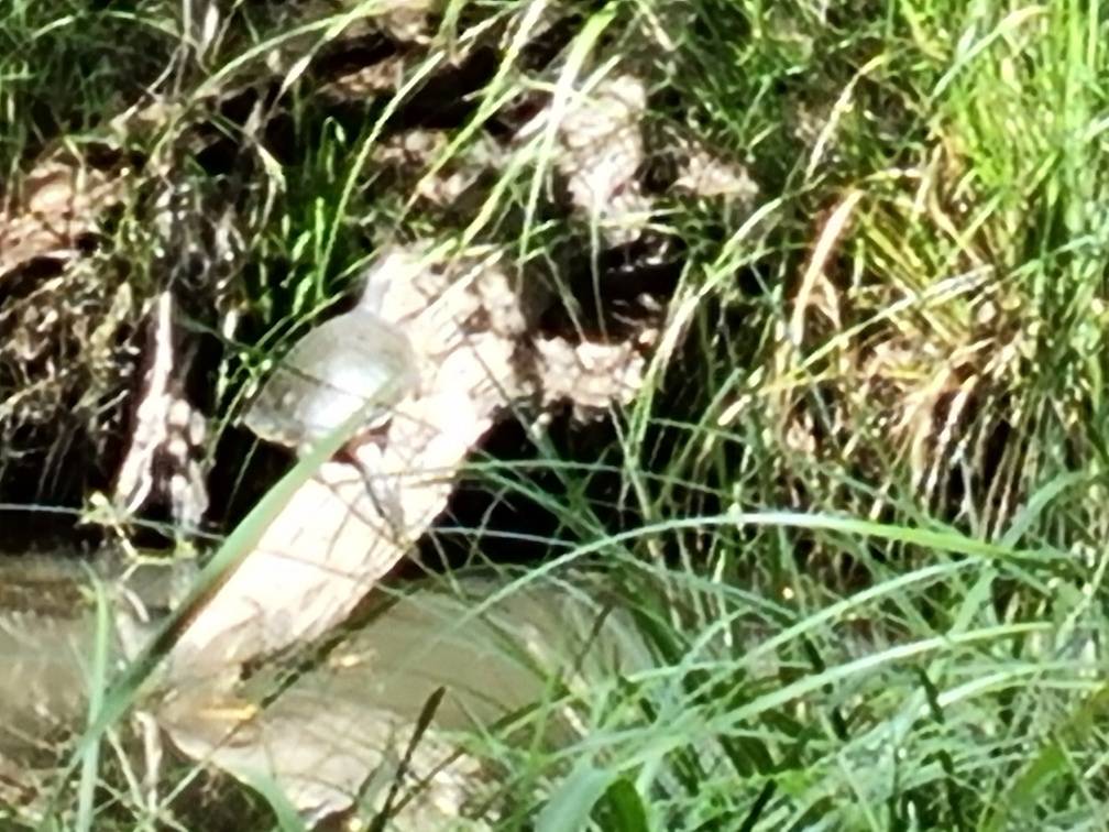 A turtle sunning itself on a log, I had to zoom in from a distance.