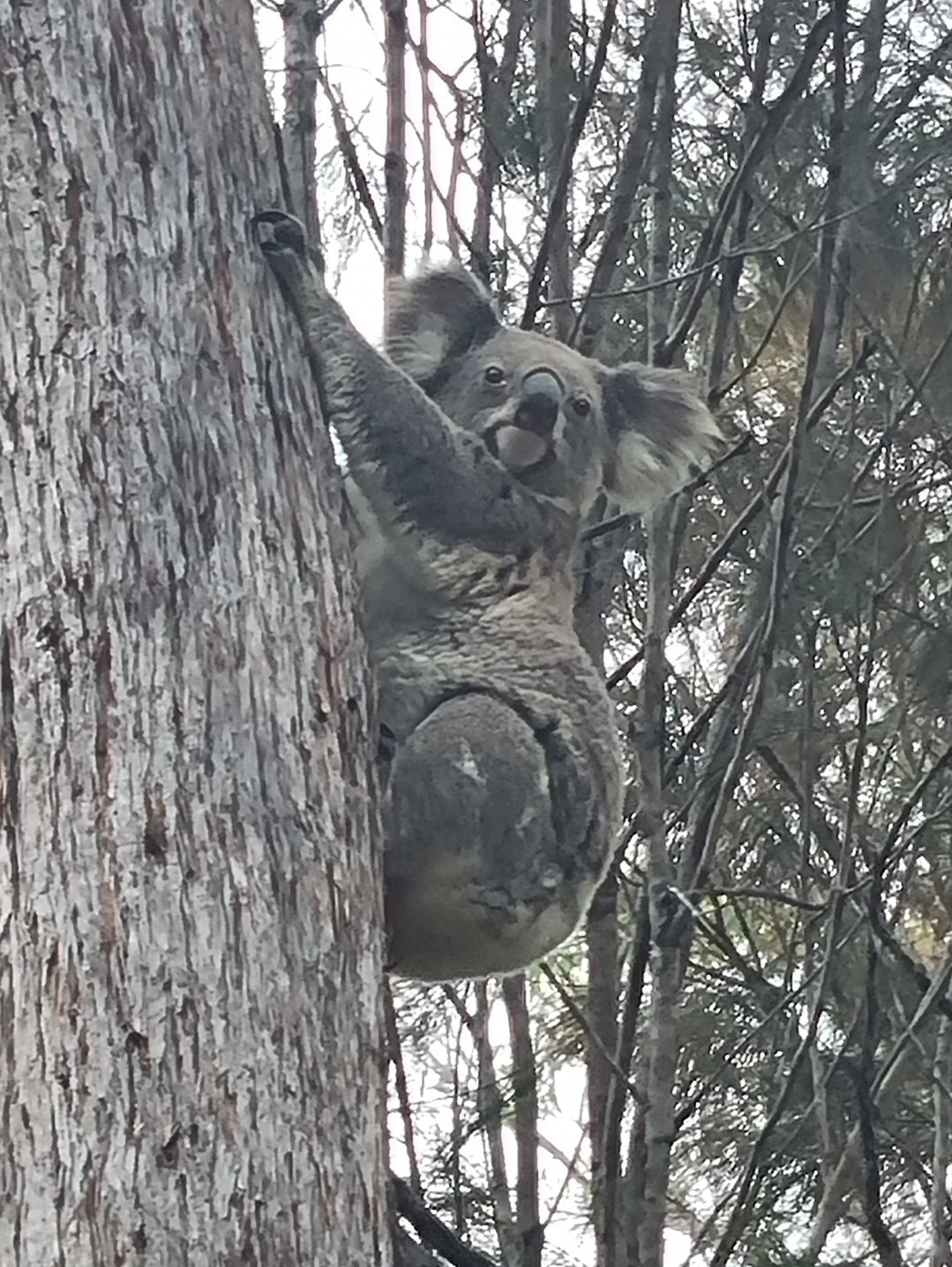 We saw this one about six month ago, not far from our house.