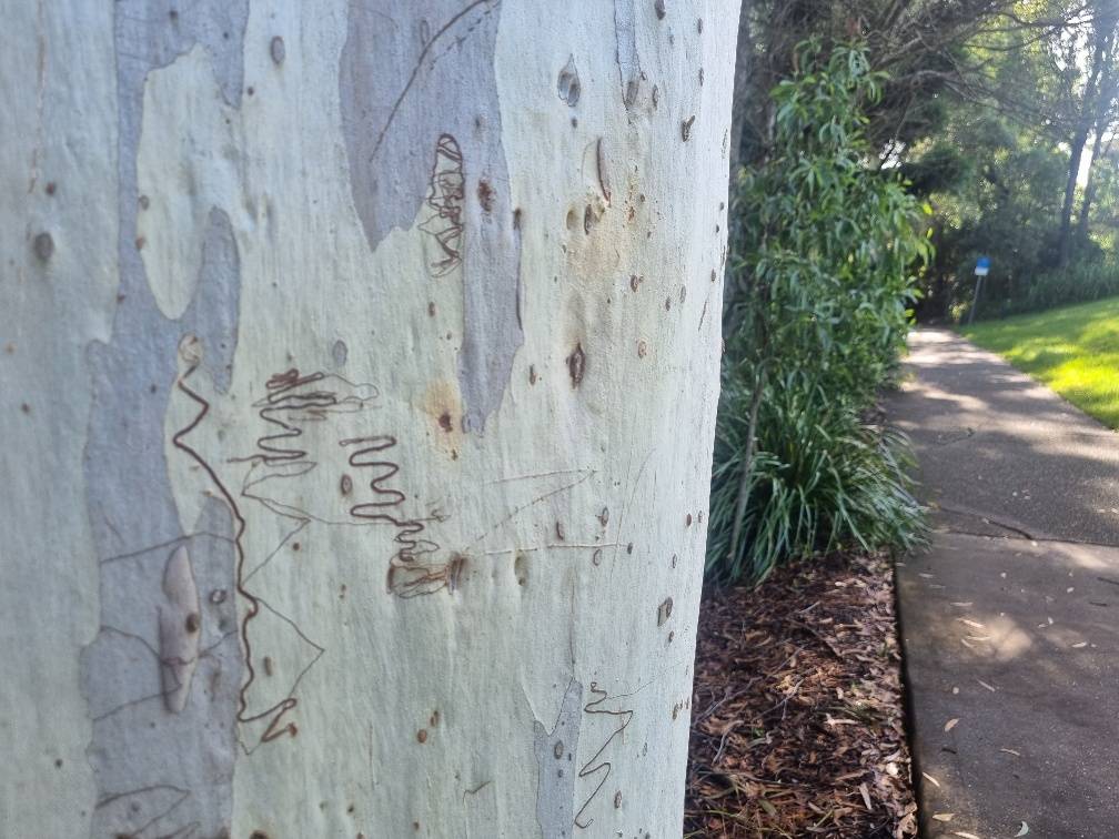 A scribbly gum tree named after the insects that mark the bark.