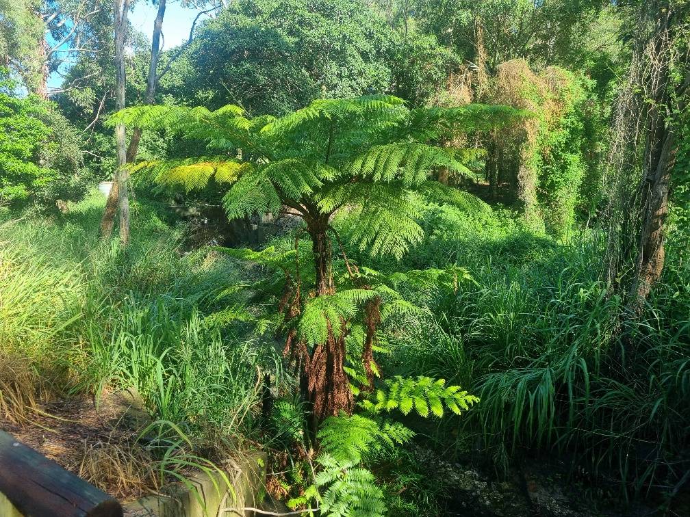 A tree fern and a lot of weeds, it seems to be pretty hard to control weeds along suburban creeks with all the storm water run off from all the local houses and gardens.