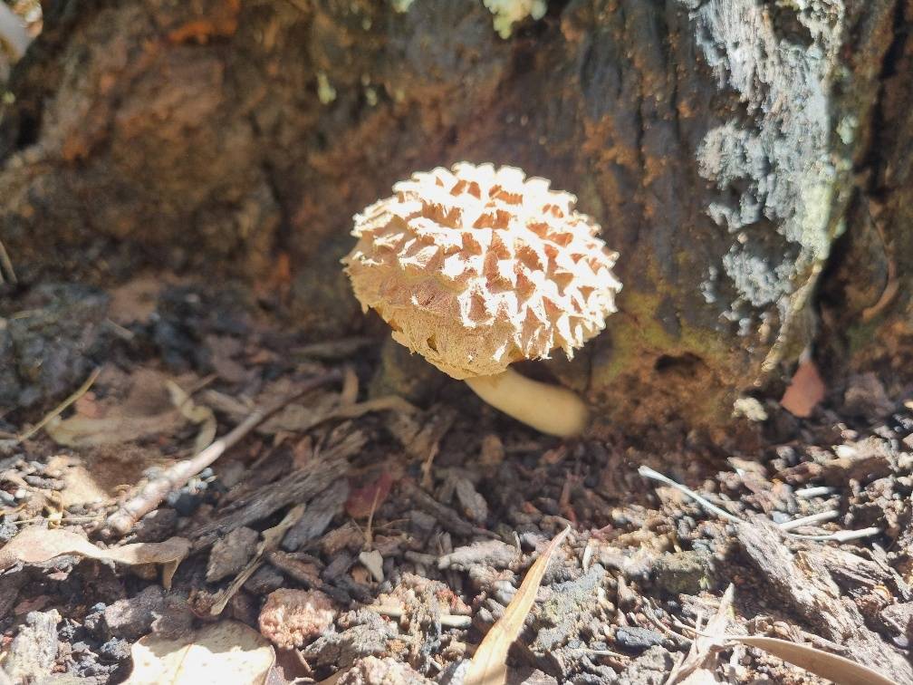 An unusual mushroom