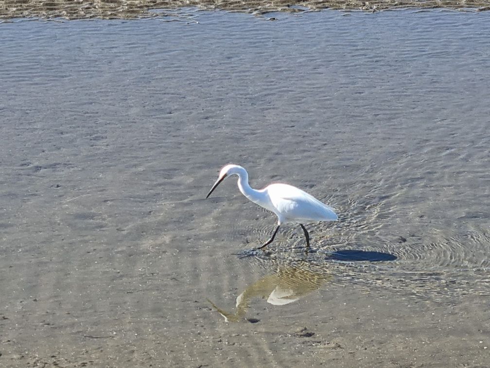 The water birds seem to like walking here too.