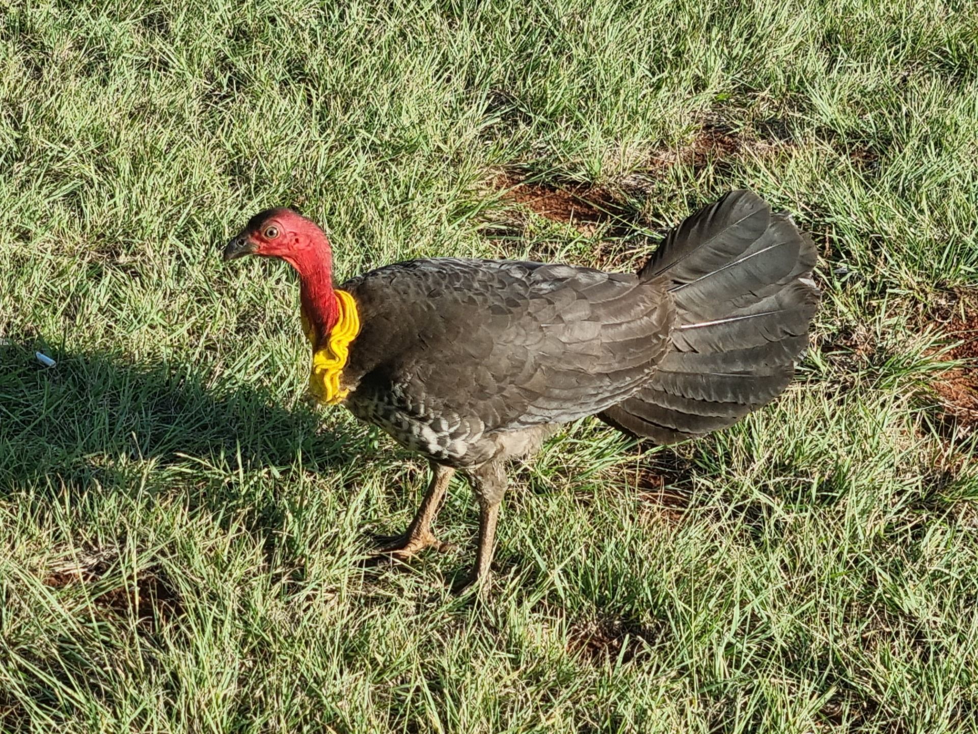 and we were promptly joined by a friendly brush turkey.