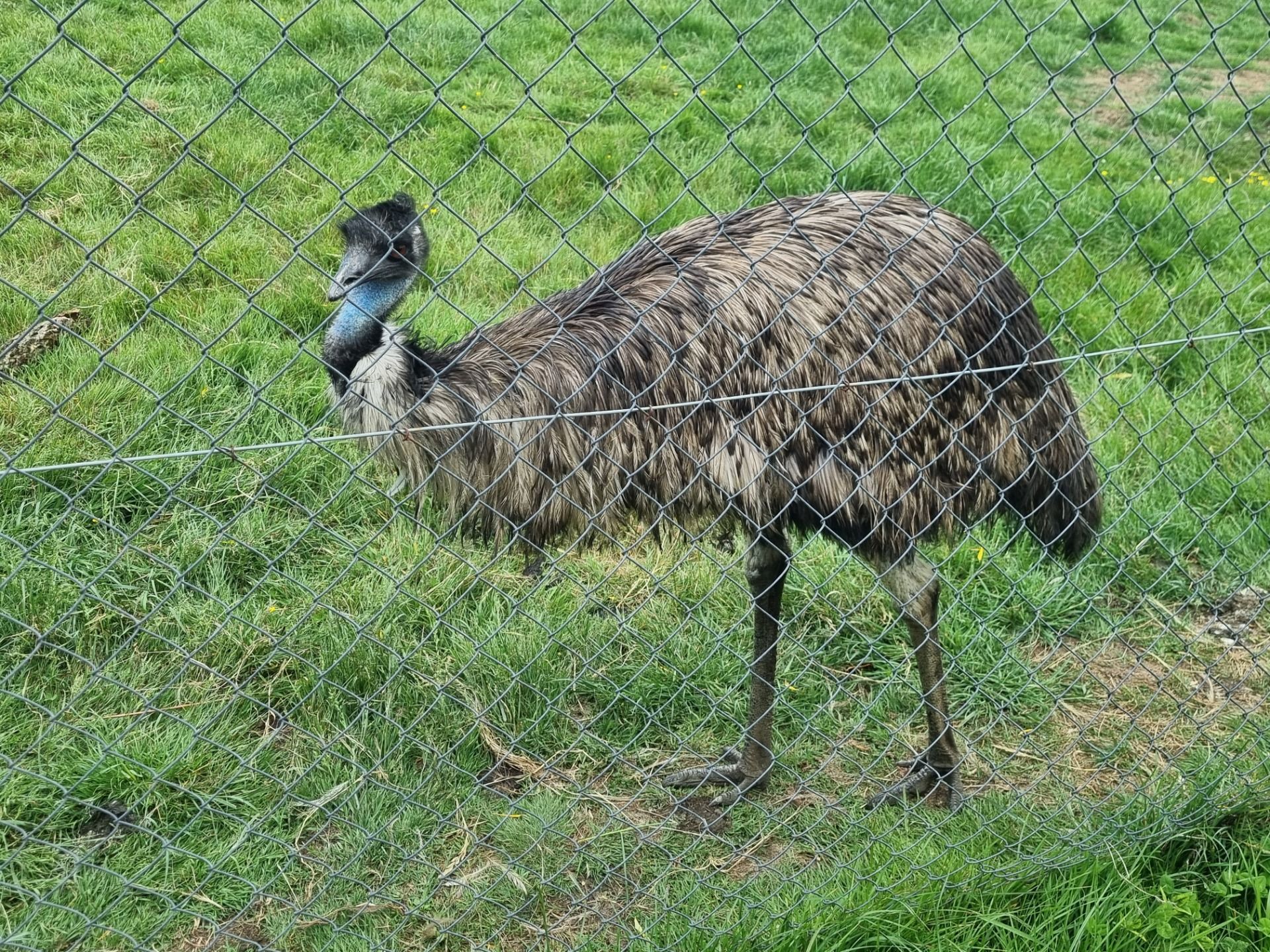 They even had some Animals from my home country, which felt weird to see them in the English country side but they look quite at home.