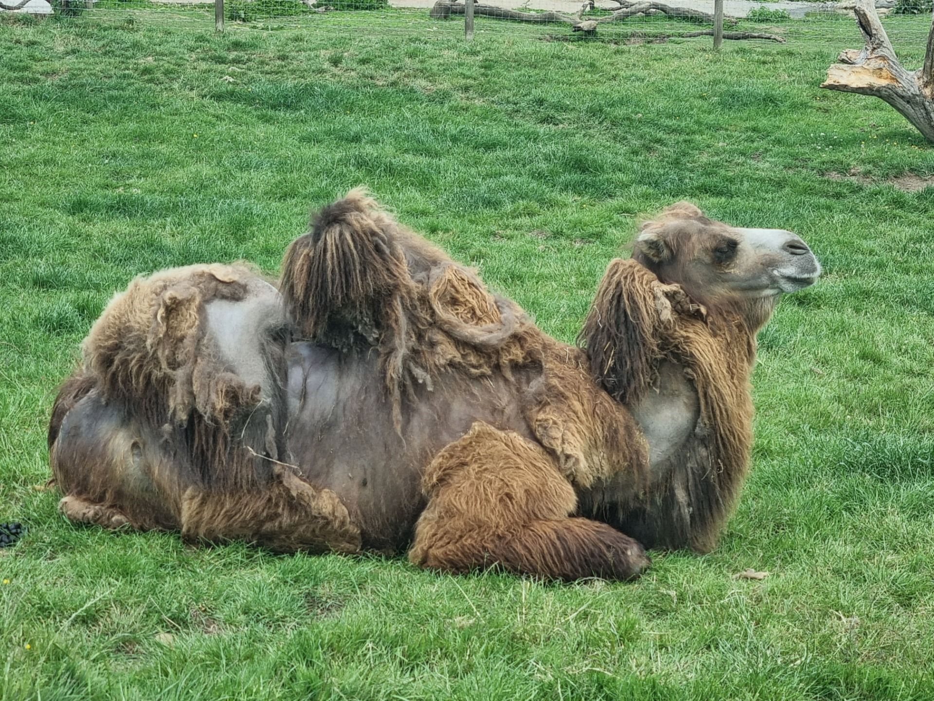 They had a lot of different types of animal from all over the place not just the regular farm animals I was expecting which made for a good day out.