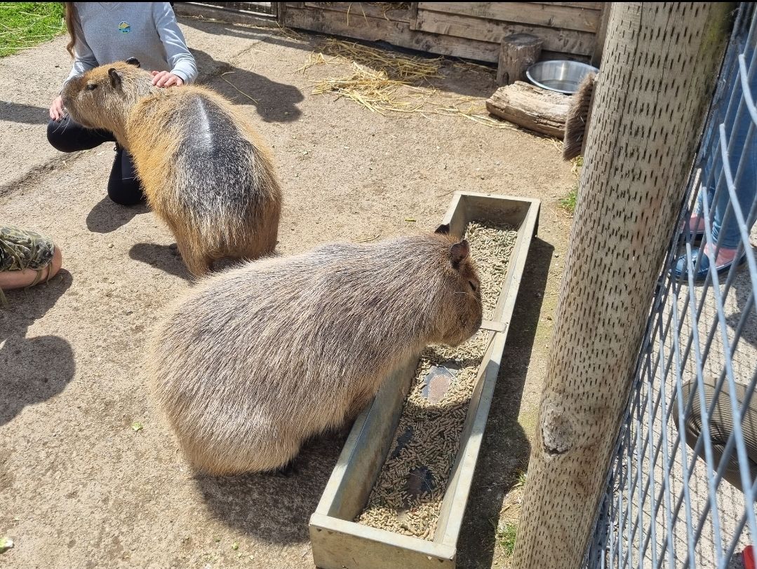 Capybara the largest living rodent in the world from South America.