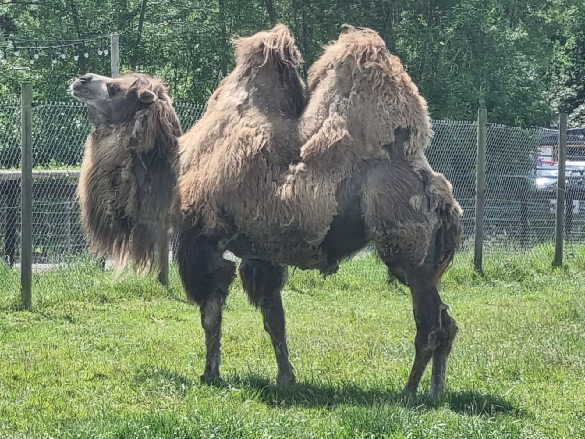 The camel was up and about on our way out.