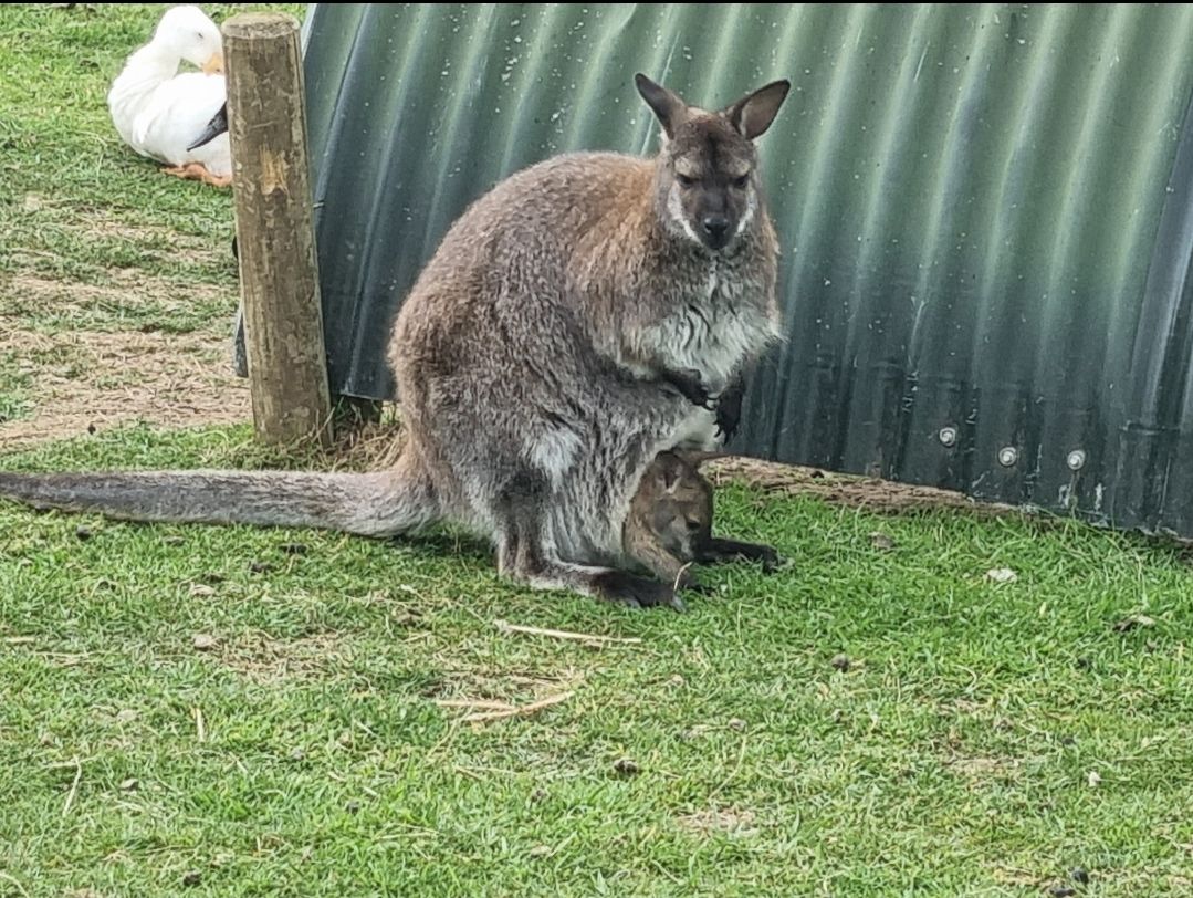 A Bennett’s Wallaby with her Joey.