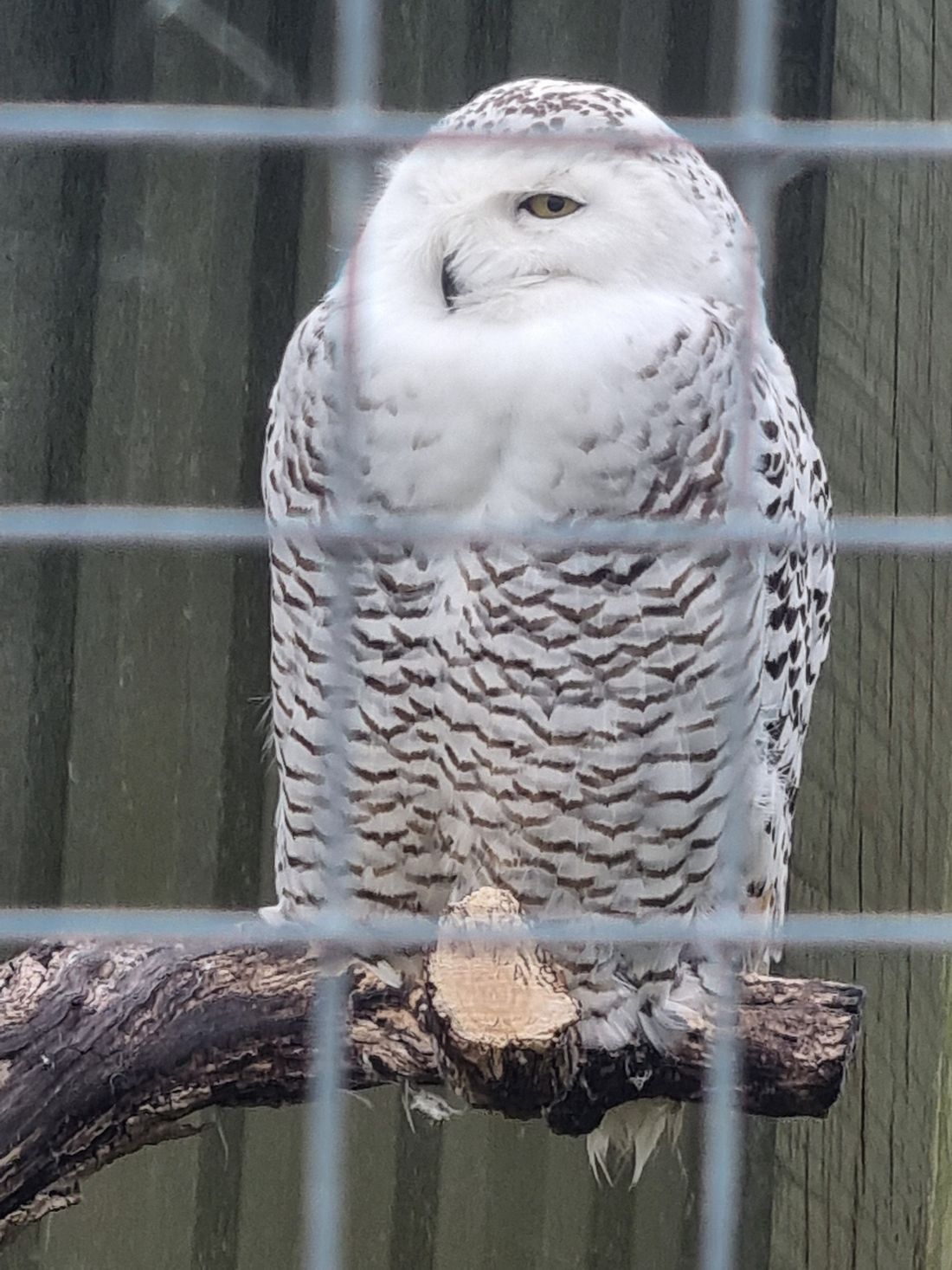 Owls look pretty big up close and this pure white one was very impressive.