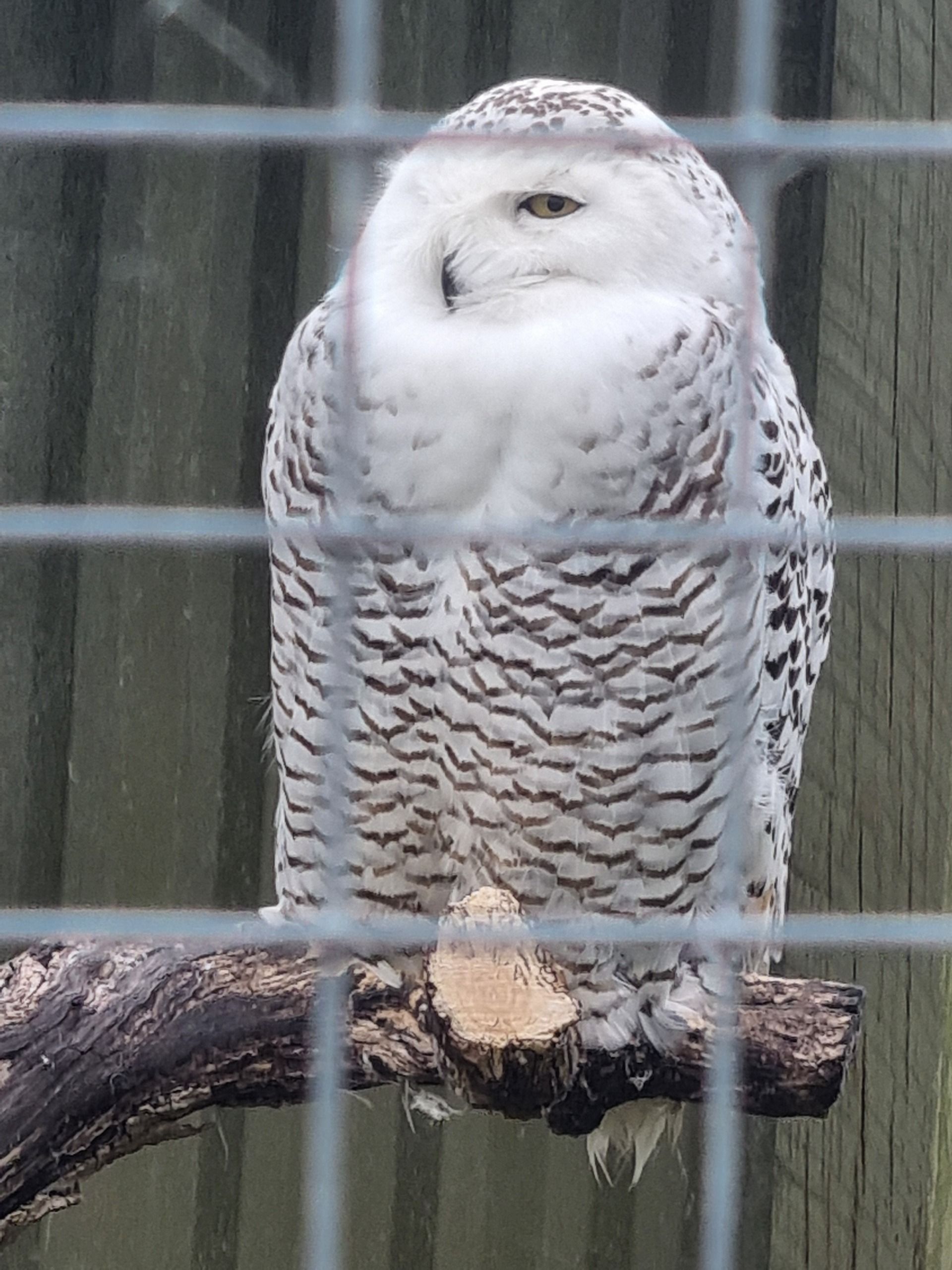 Owls look pretty big up close and this pure white one was very impressive.